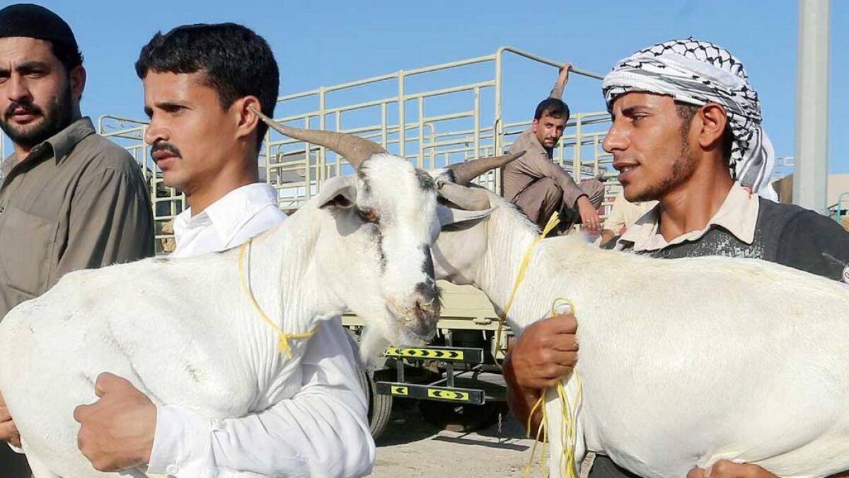 RAK imports extra animals to meet high Eid demand