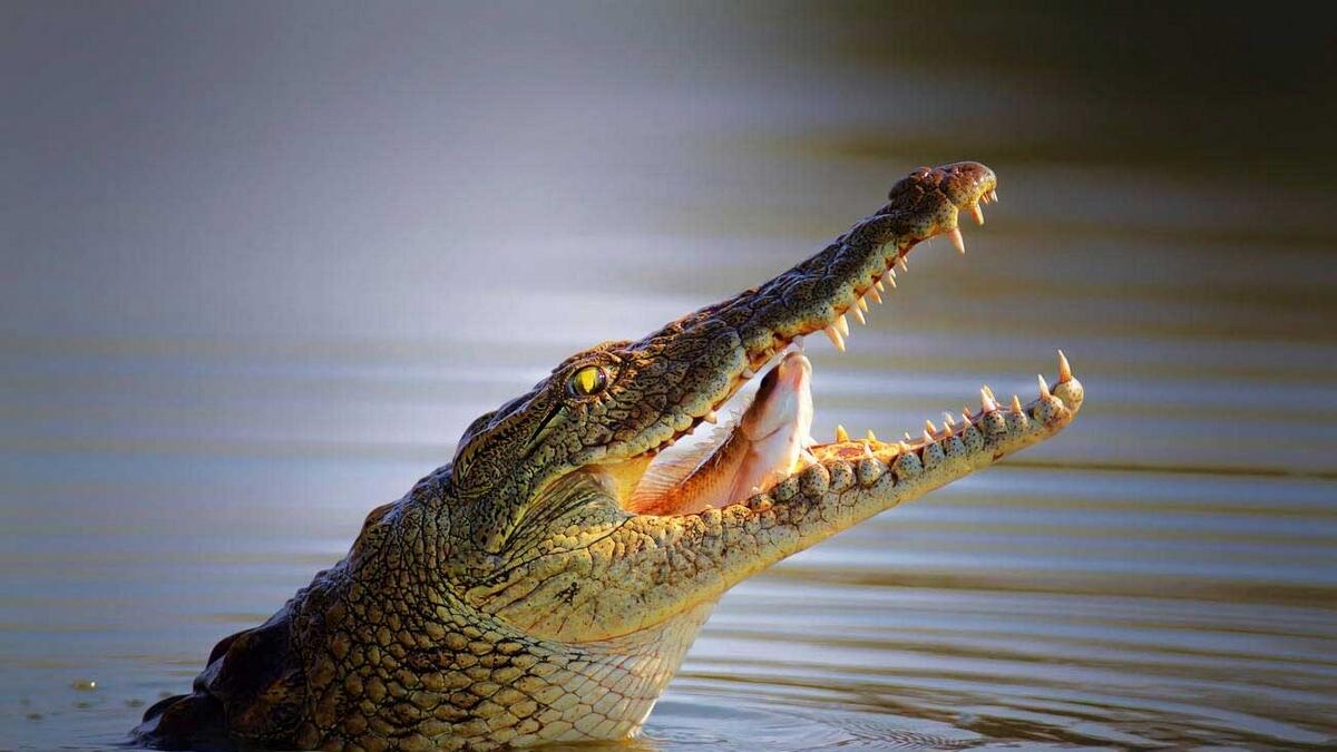 Man bites crocodile to free 12-year-old son