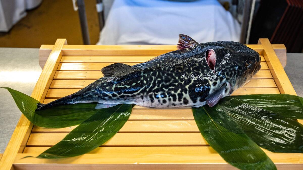 A tiger puffer fish is often served raw but chefs must hold a licence proving they can safely slice around organs that contain a lethal poison. - AFP file