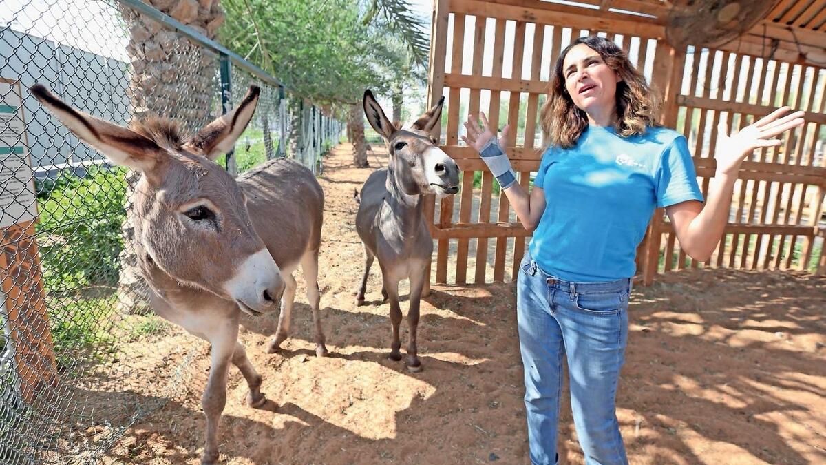 Sireen Khalifa shows visitors around the open farmyard at The Sustainable City, Dubai, that is home to rescued and disabled animals, including three donkeys. — Photo by Dhes Handumon