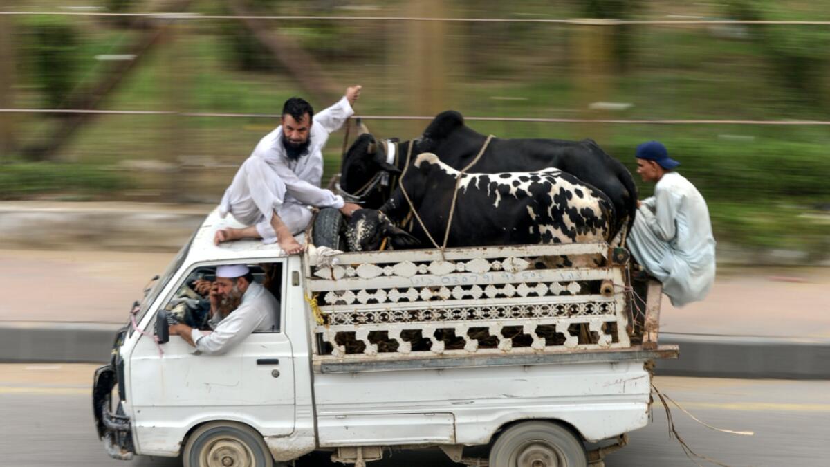 Men transport cows with a van after buying from a cattle market ahead of Eid Al Adha or the 'Festival of Sacrifice', in the Pakistan's port city of Karachi. Photo: AFP