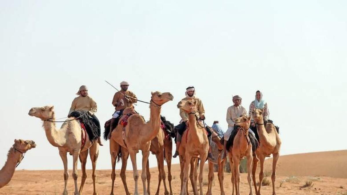 Training at Al Nakhra camel farm will be held weekly on Sundays, Mondays and Tuesdays from 5pm until 8pm.- KT file photo