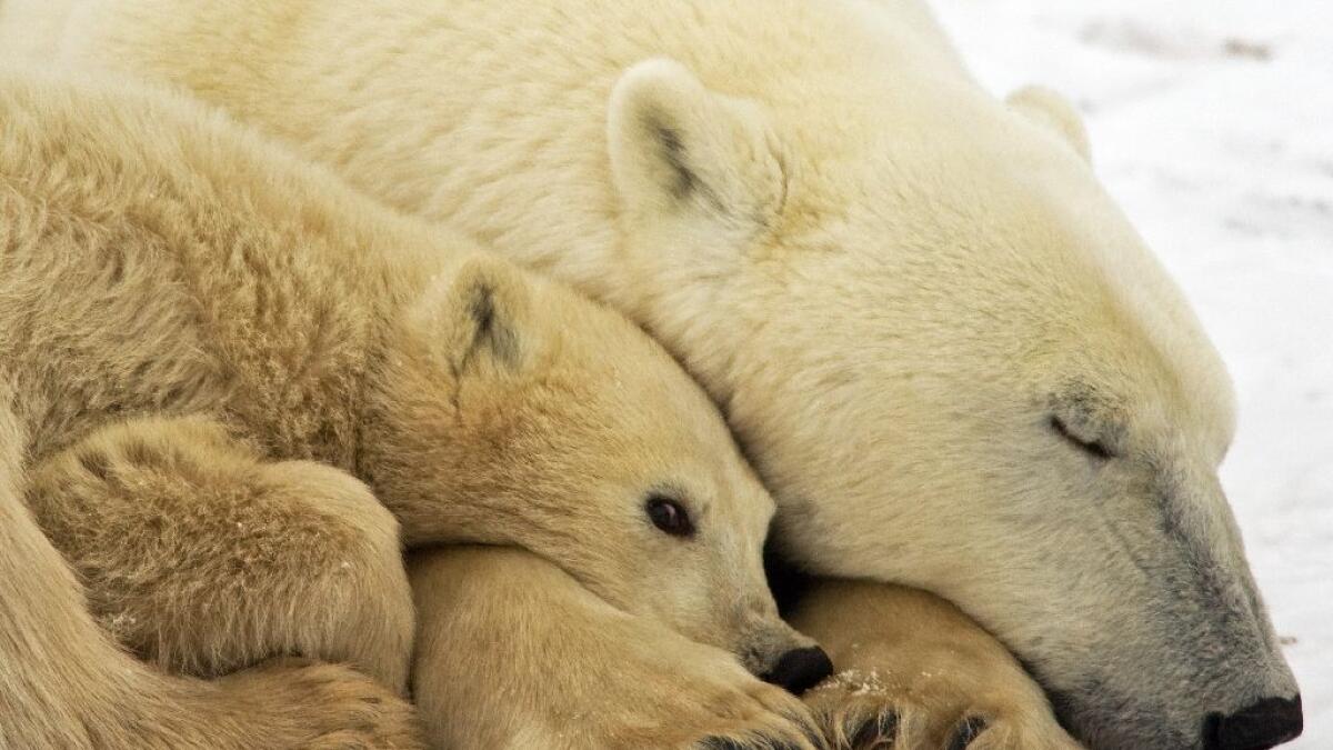 Less polar bears in the world? Heres why