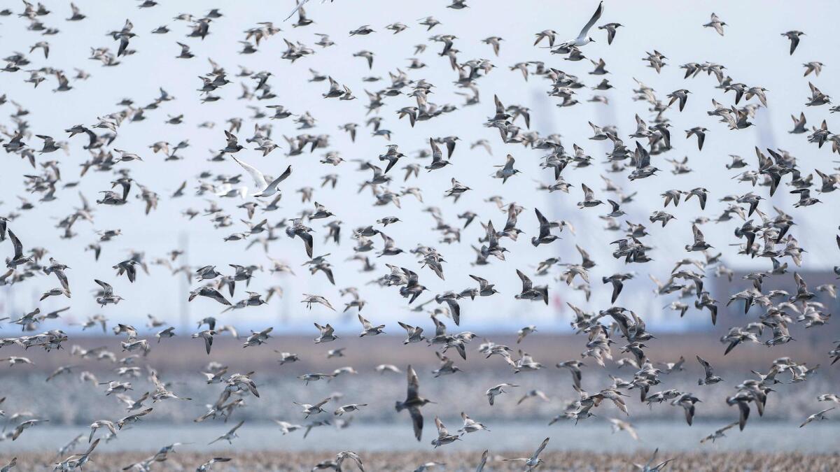 Migratory birds flying over the Yalu River Estuary Wetland in Dandong, in China's northeastern Liaoning province. — AFP file