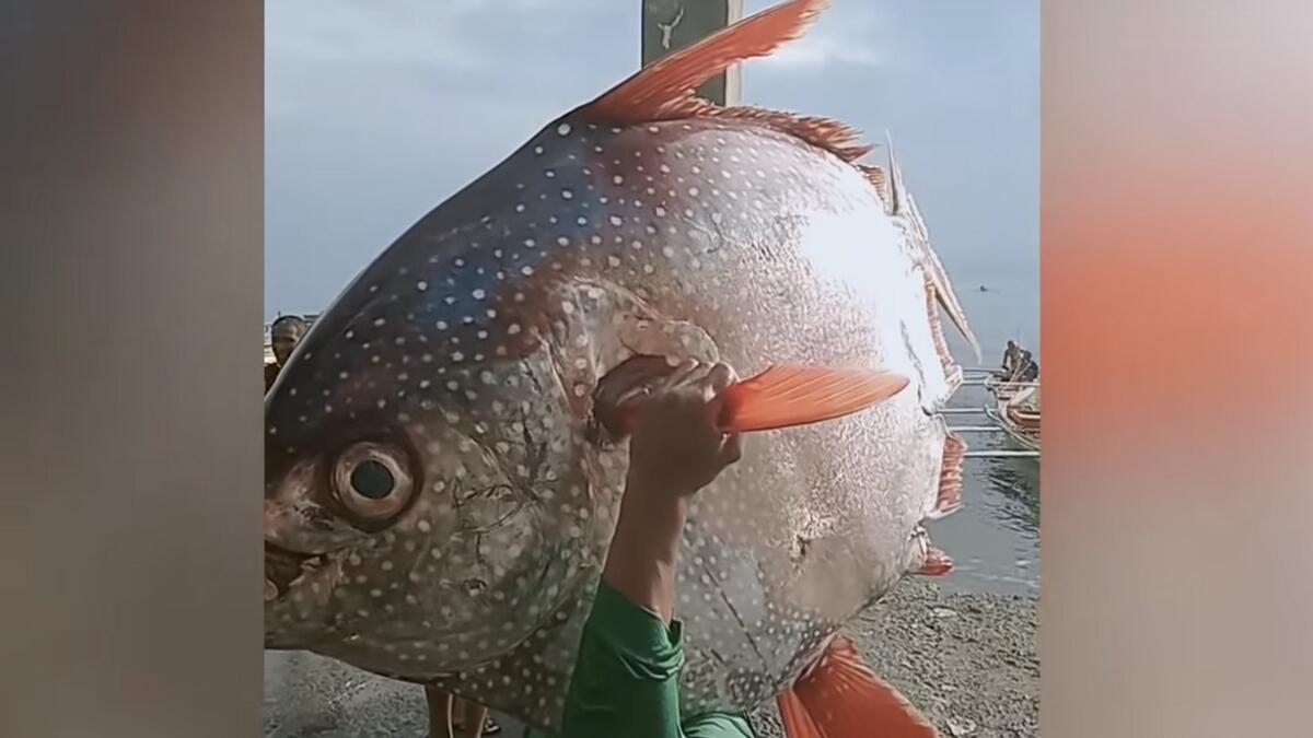 Video: Filipino man catches giant 30kg moonfish alive  