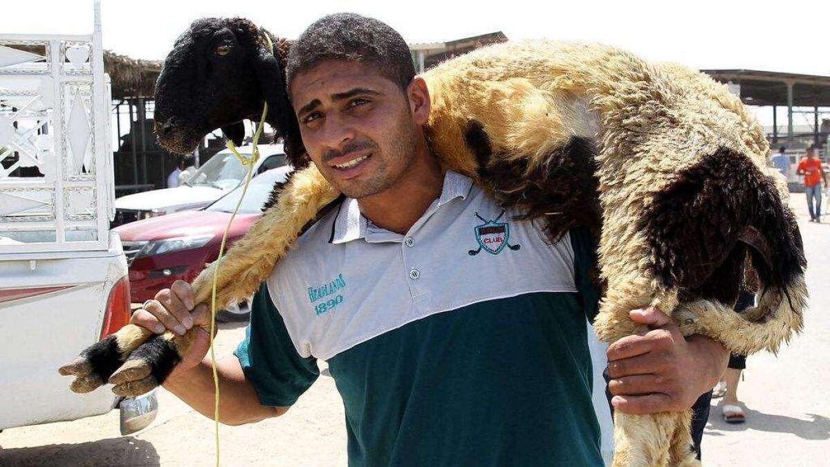 Dubais sheep, camels and cows to be micro-chipped
