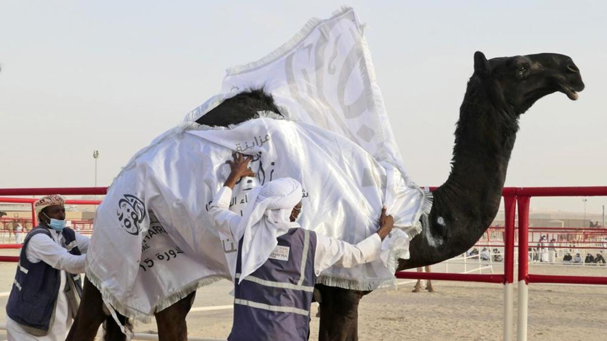 Sudanese camel keepers crown a victorious contestant at Al Dhafra Festival in Liwa desert area. — AP
