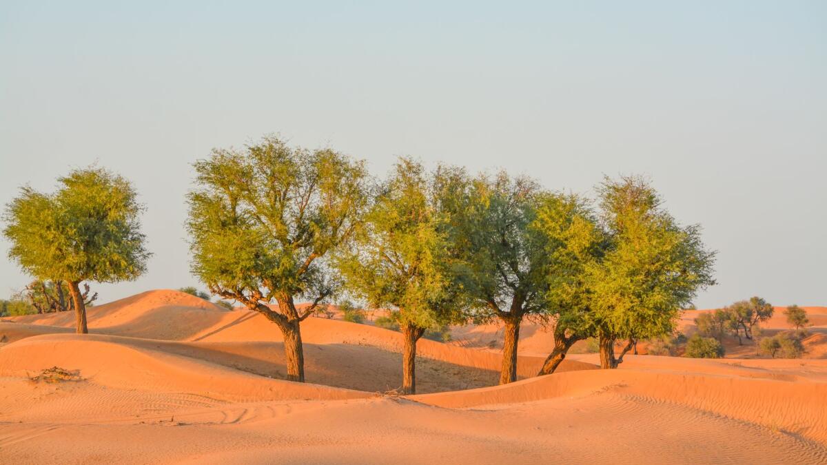 Ghaf tree leaves and pods are made up of high levels of protein, fiber and calcium, making them a highly nutritional food source for livestock and the UAE’s wildlife - Supplied