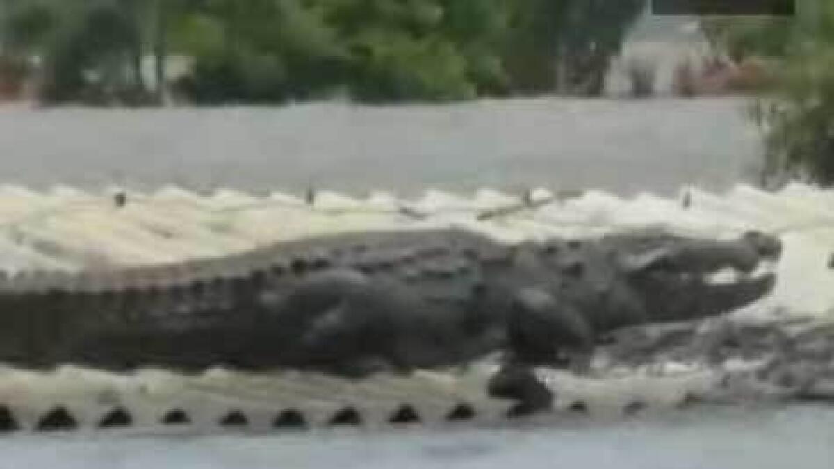 heavy rainfall, crocodiles, Karnataka, homeless, crocodile