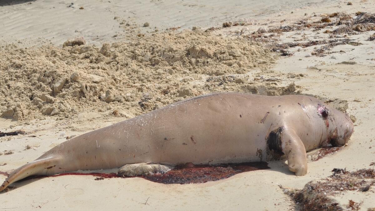 Five dead dugongs washed ashore Abu Dhabi beach