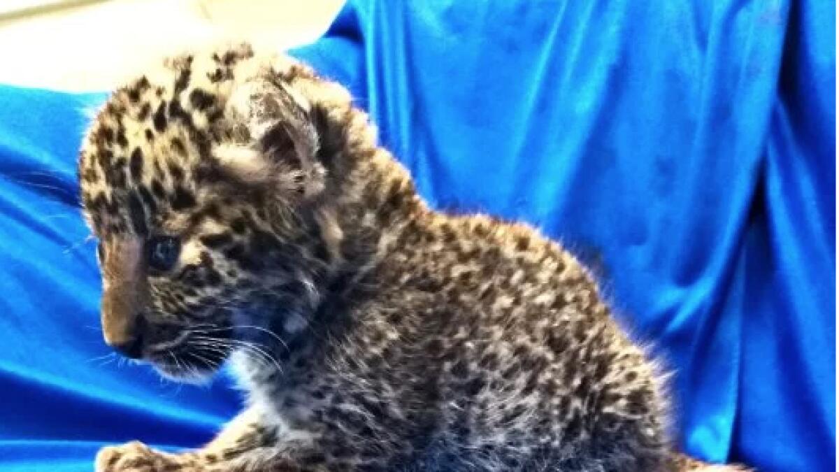 Airport officials catch Indian man smuggling leopard cub in his suitcase