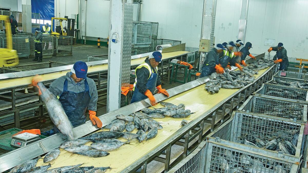 Dedicated to sustainability and zero waste, Seafood Hub processes over 110,000 tonnes of tuna a year