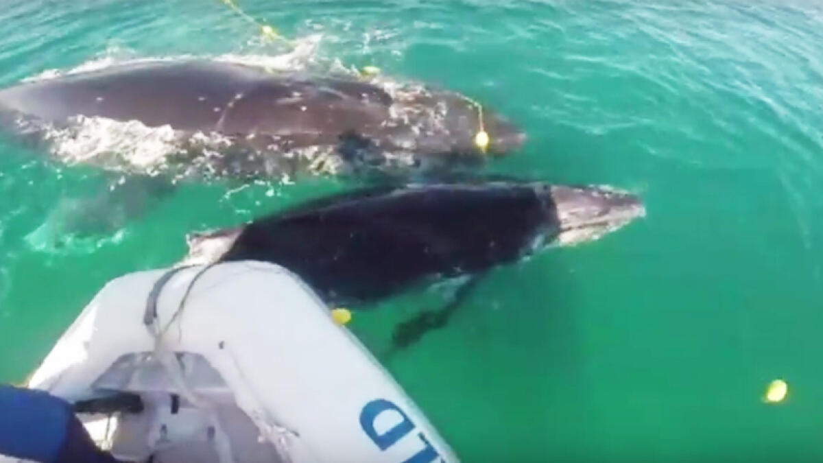 WATCH: Whale helps rescuers free trapped calf