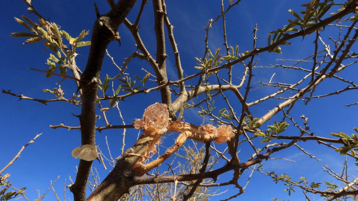 Gum arabic sap is pictured on the branch of an acacia tree in a field, some 30km east of El-Obeid, the capital city of the central Sudanese wilayet (state) of North Kordofan, on January 9, 2023.  — AFP