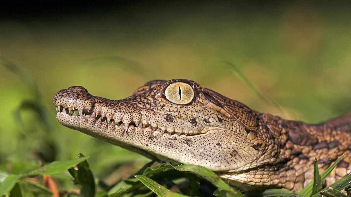 crocodile, Vadodra, Gujarat, India