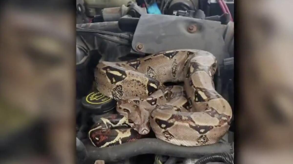Video: Driver finds snake under hood of car