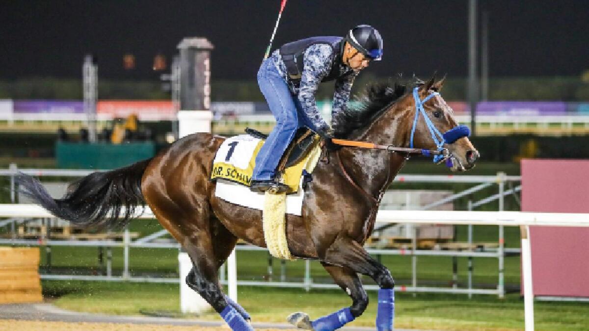 Dr. Schivel leads a strong North American contingent in the Dubai Golden Shaheen. (Dubai Racing Club)