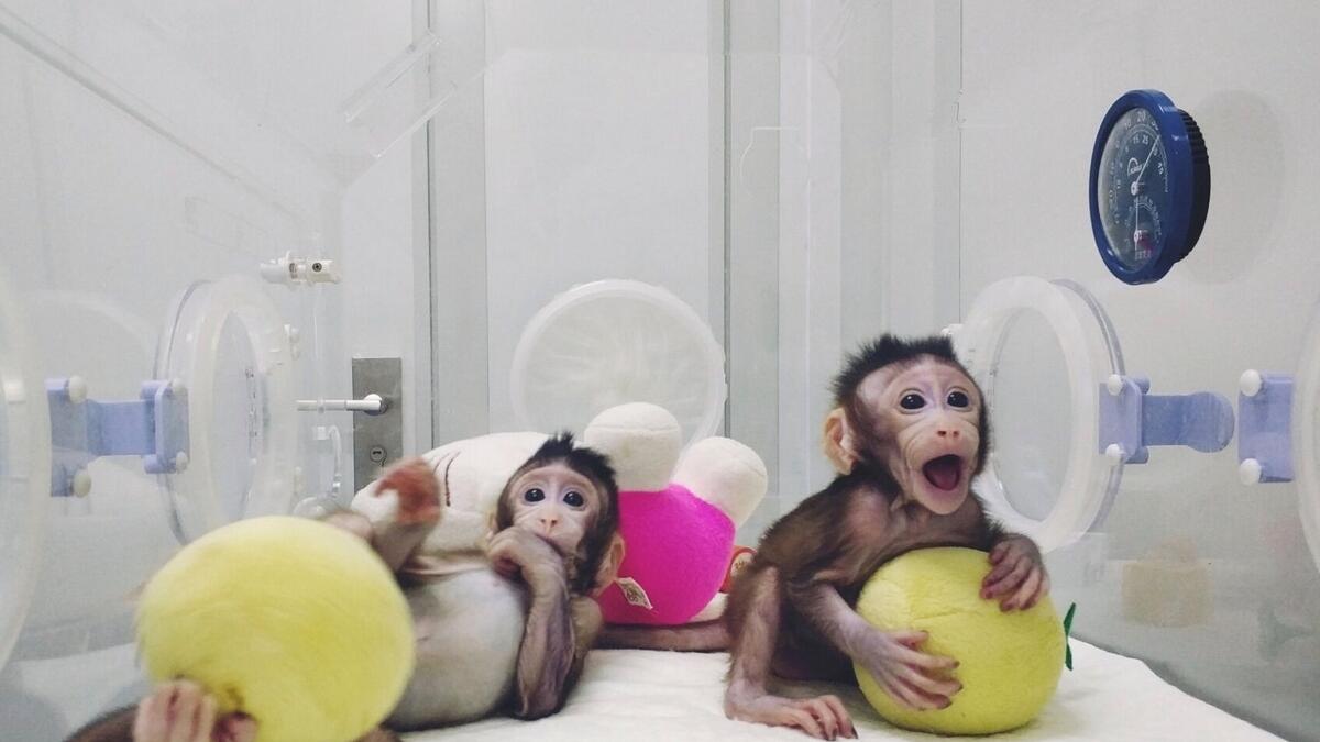 First monkeys cloned by process that made Dolly the sheep 