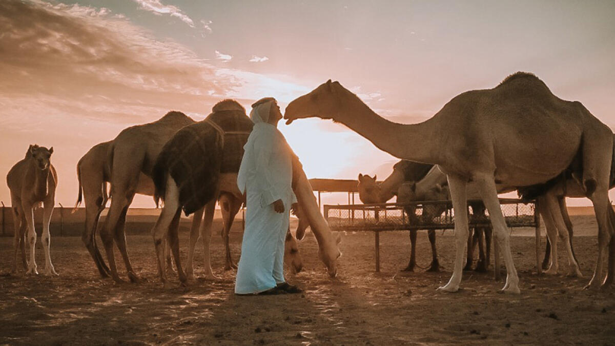 Emirati TV anchor lives the Bedouin life with his camel herd