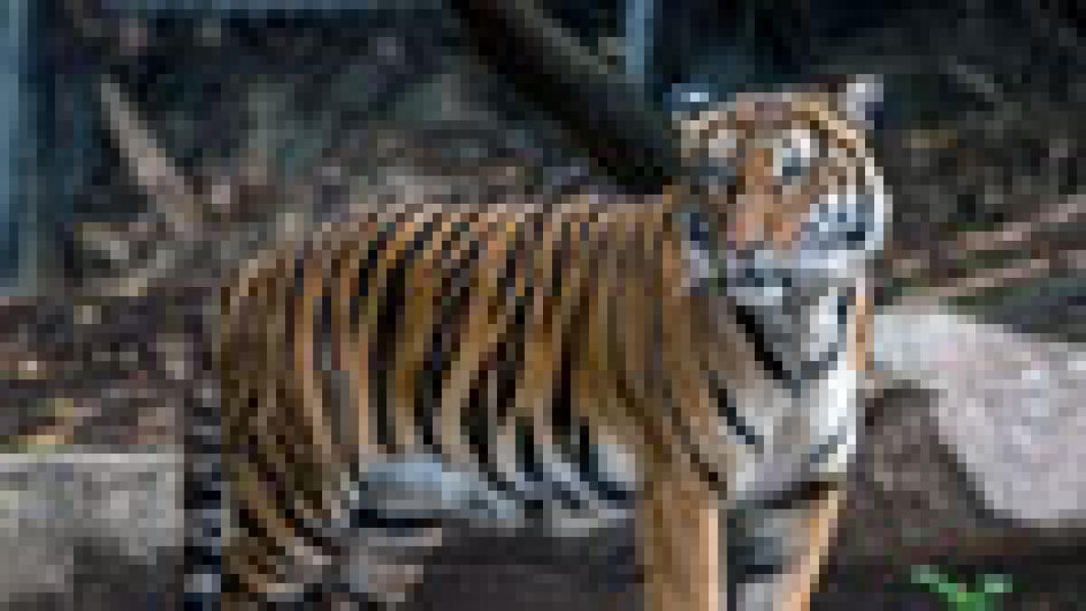Tiger fatally mauls mate at San Diego Zoo