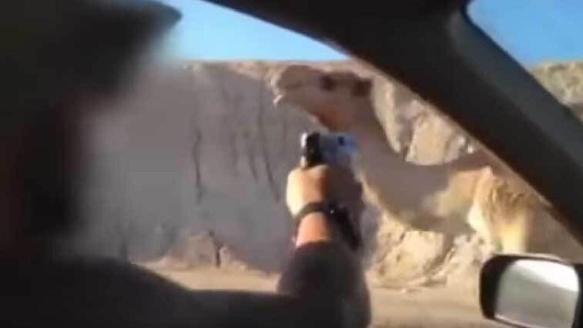 Video of Israeli soldiers shooting camel sparks outrage