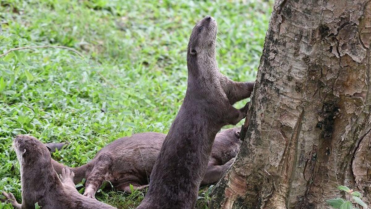 Coronavirus, covid-19, impact, Singapore otters, lockdown, antics, spark backlash