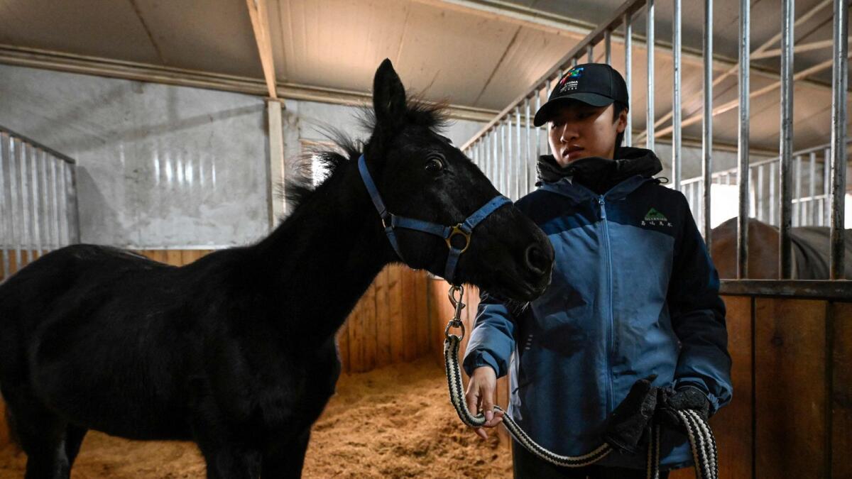 Zhuang Zhuang, the country's first cloned horse bred by Chinese company Sinogene, is seen with animal trainer Yin Chuyun at a stable at Sheerwood horse riding club in Beijing on Thursday. — AFP