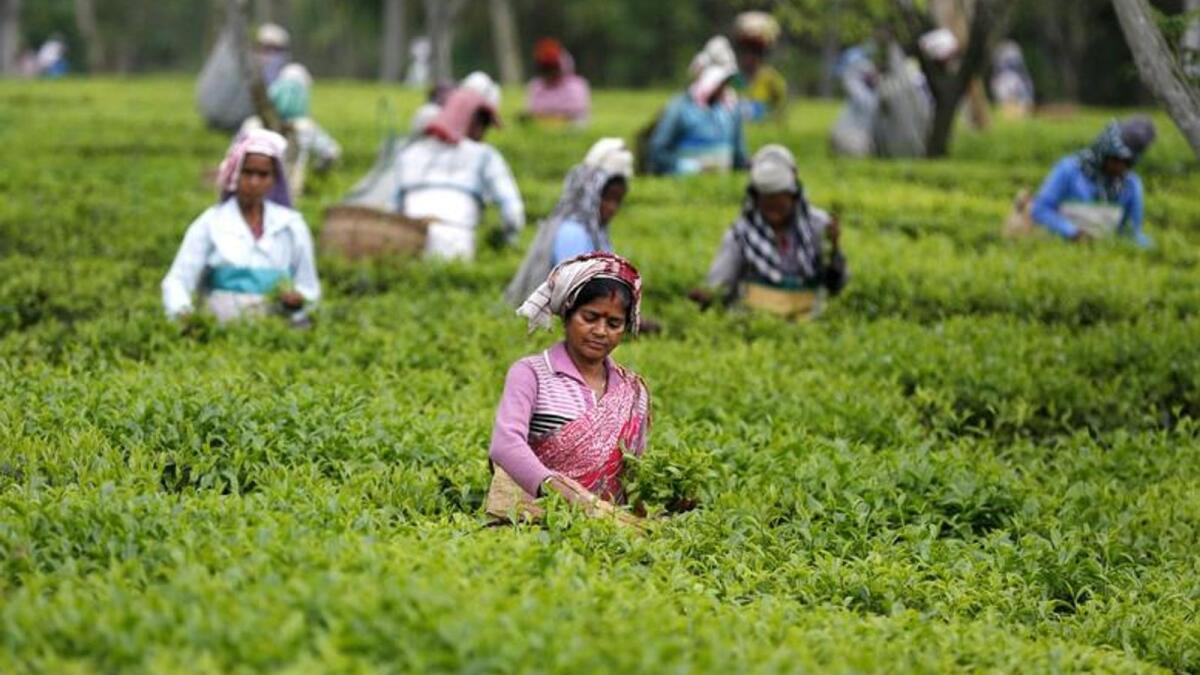 Indian tea industry sources said that exporters are looking for other avenues as shipments to Iraq, an erstwhile major importer, reduced to zero due to payment issues. — Reuters