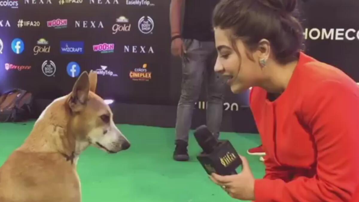 IIFA,  Indian Film Academy Awards, Dog attends interview