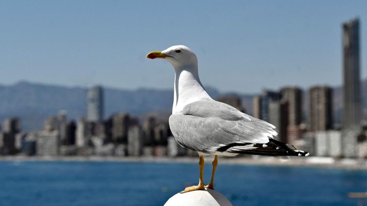 A seagull stands on a bollard with Benidorm's skyline in the background, on April 8, 2023. — AFP file photo used for illustrative purpose only