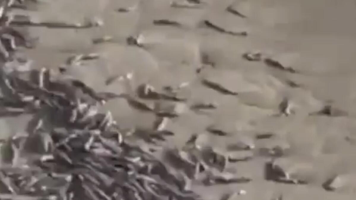  Video: Heres why thousands of dead fish washed ashore on UAE beach 
