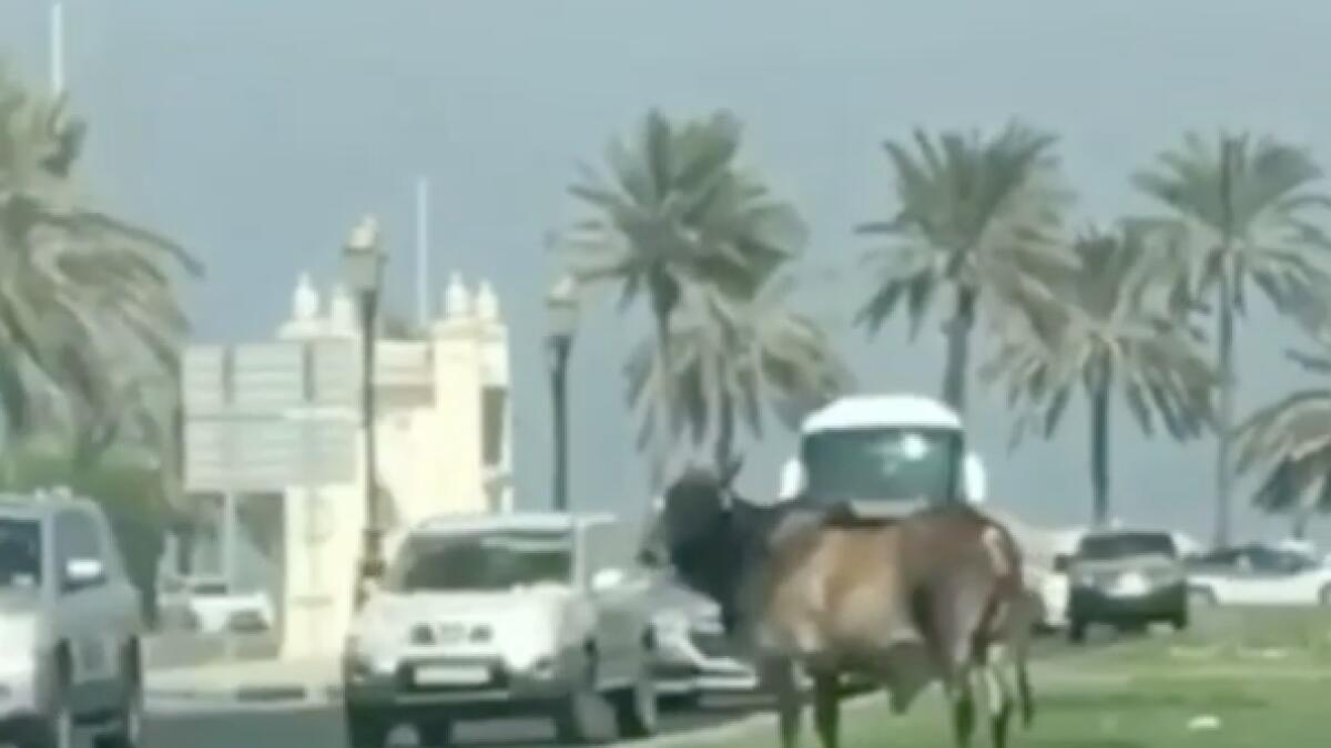 Video: Stray bull halts traffic on busy Sharjah road
