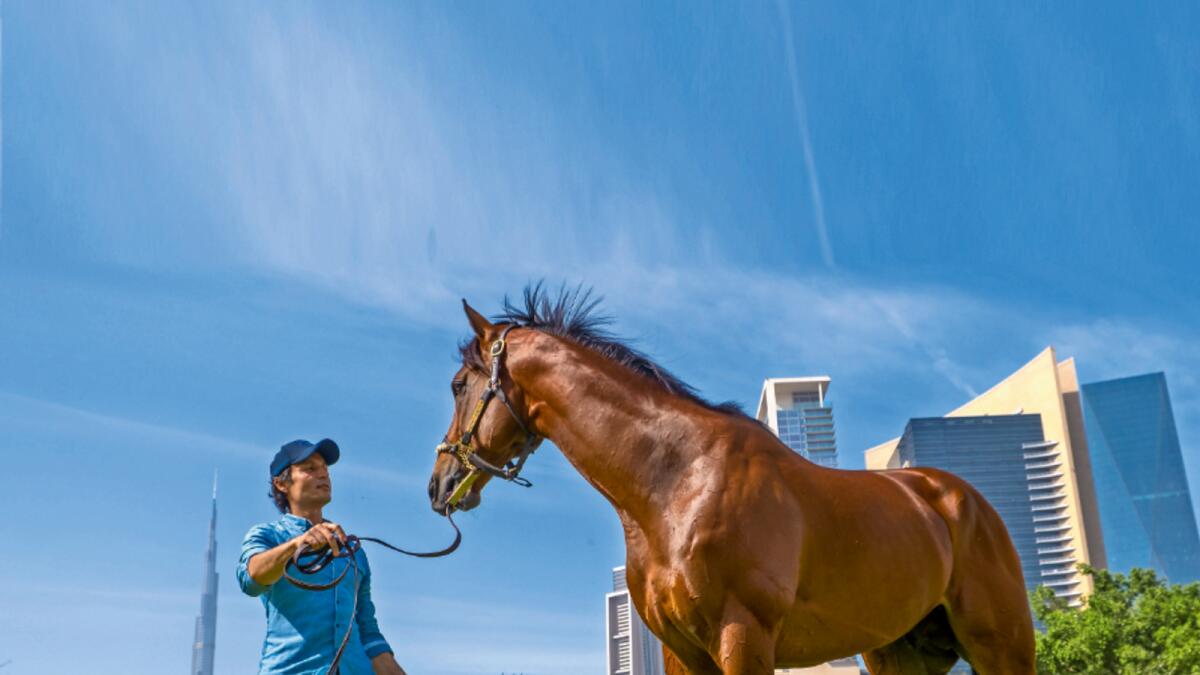 Leading trainer Bhupat Seemar with Secret Ambition at the Zabeel Stables on Friday. — Photos by Shihab