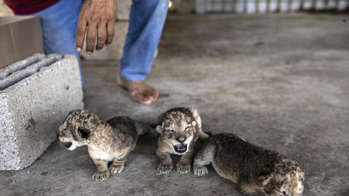 Three newborn lion cubs are displayed at Nama zoo in Gaza City on Saturday. — AP