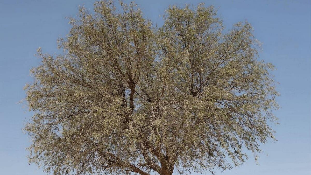 Ghaf tree: Natures symbol of tolerance