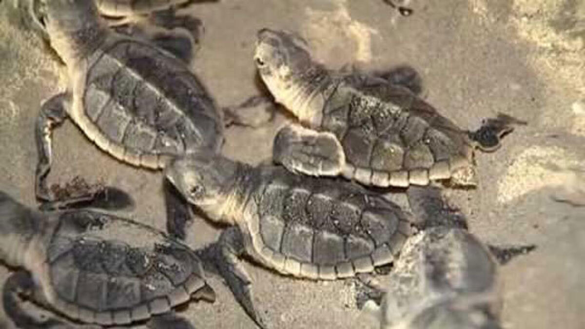 First hawksbill turtle nest of the year hatches successfully on Saadiyat beach
