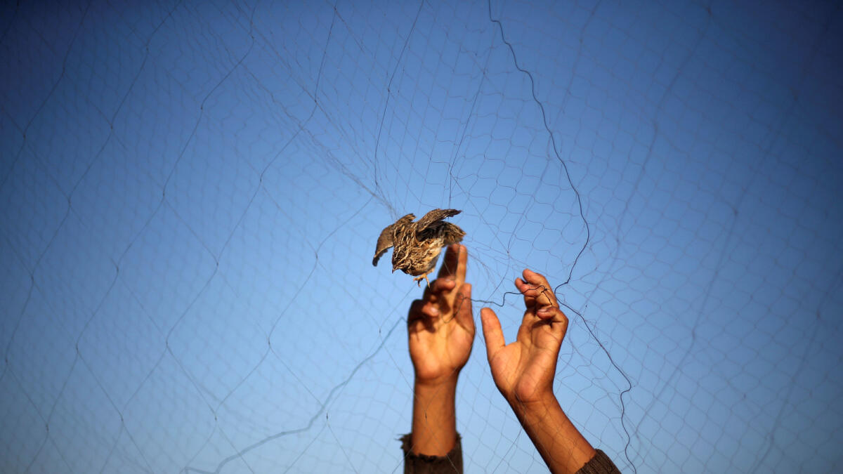 A man takes out a quail from a net after catching it on a beach in Khan Younis, in the southern Gaza Strip September 20, 2016. Reuters