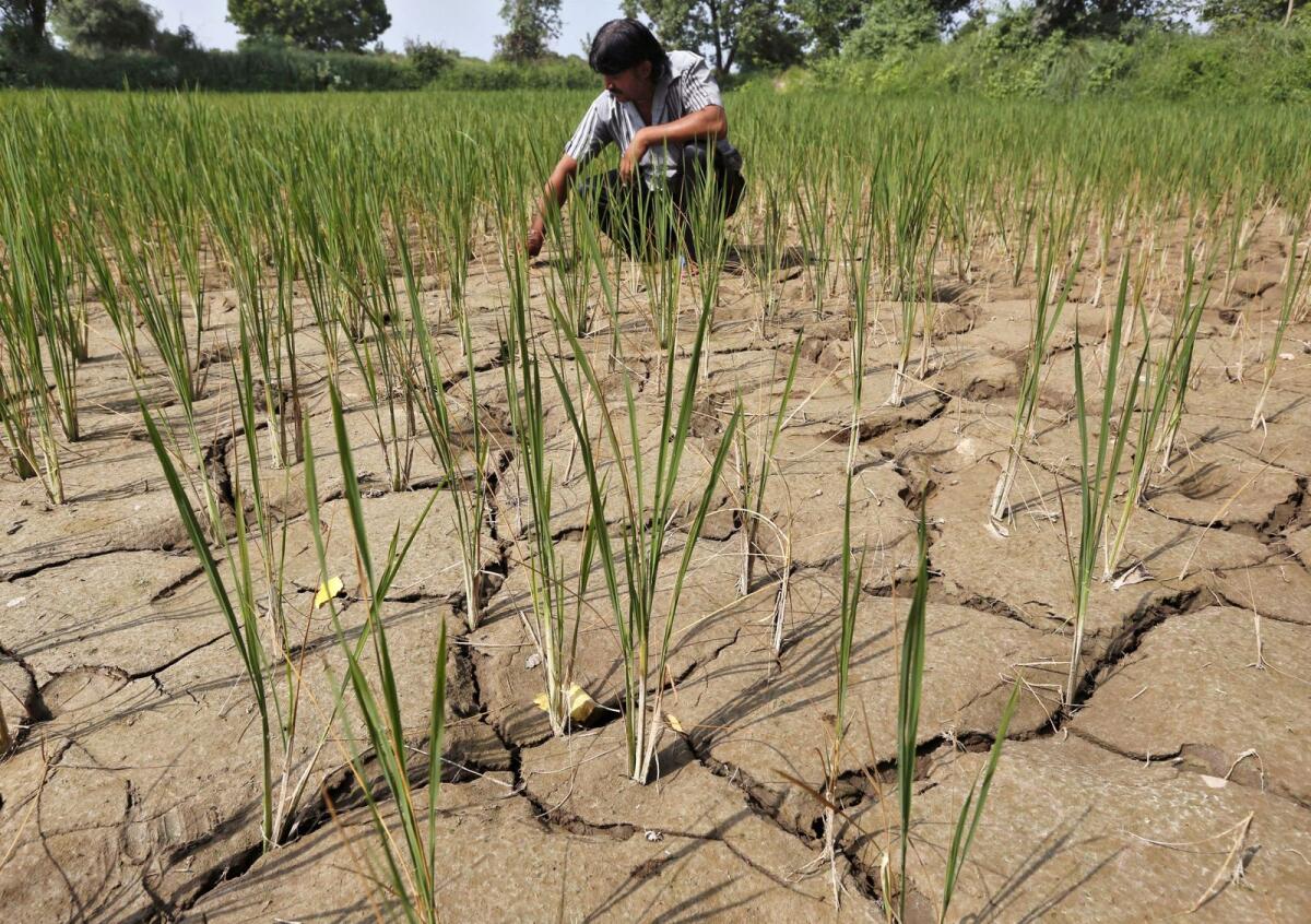 A farmer removes dried plants from his parched paddy field on the outskirts of Ahmedabad, India, on September 8, 2015.  Photo: Reuters