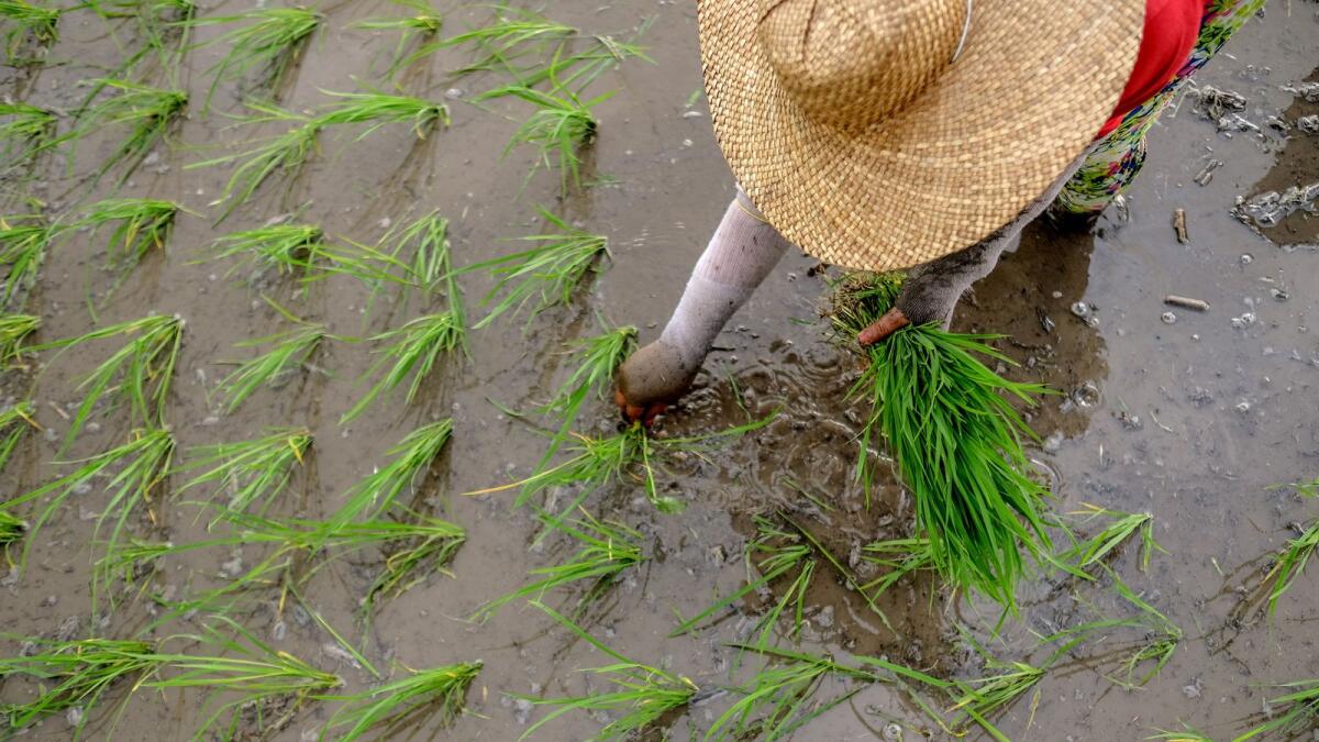 Farmers wrap up planting a rice variety in one of the provinces suceptible to flooding. The FAO Cereal Price Index declined by 1.3 per cent from the previous month, but it was still up 6.3 per cent from its value a year ago. — Wam