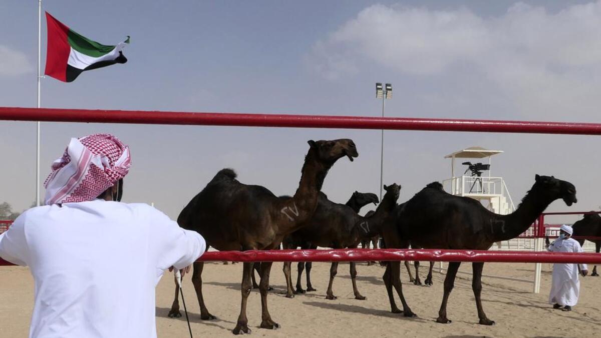 An Emirati spectator watches camels at Al Dhafra Festival. — AP