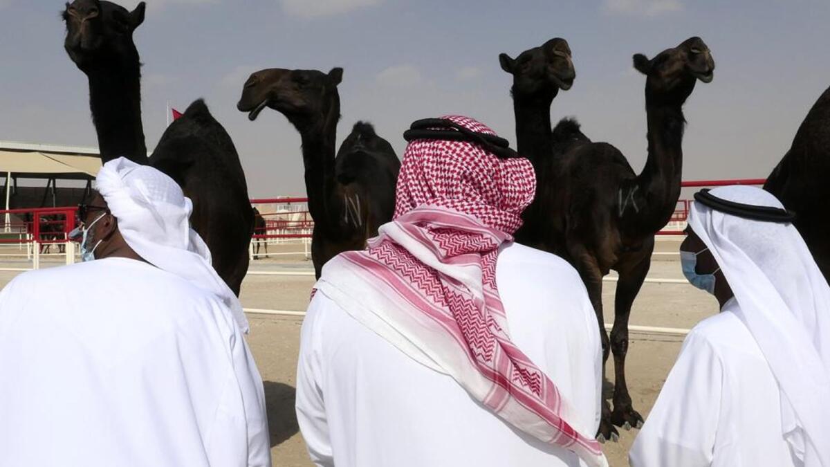 Judges scrutinize camel beauty contestants at Al Dhafra Festival. — AP