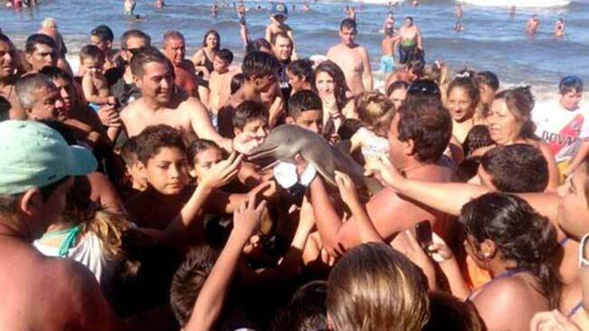 WATCH: Baby dolphin dies after being tossed around for selfies
