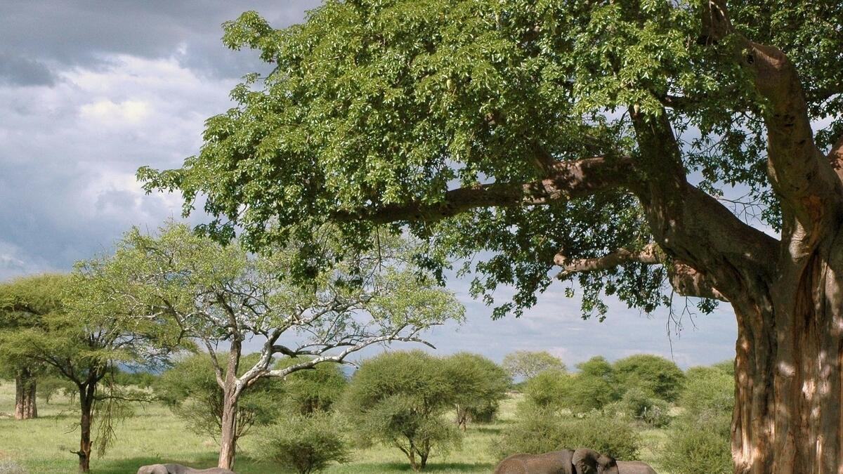 A Tanzania safari
