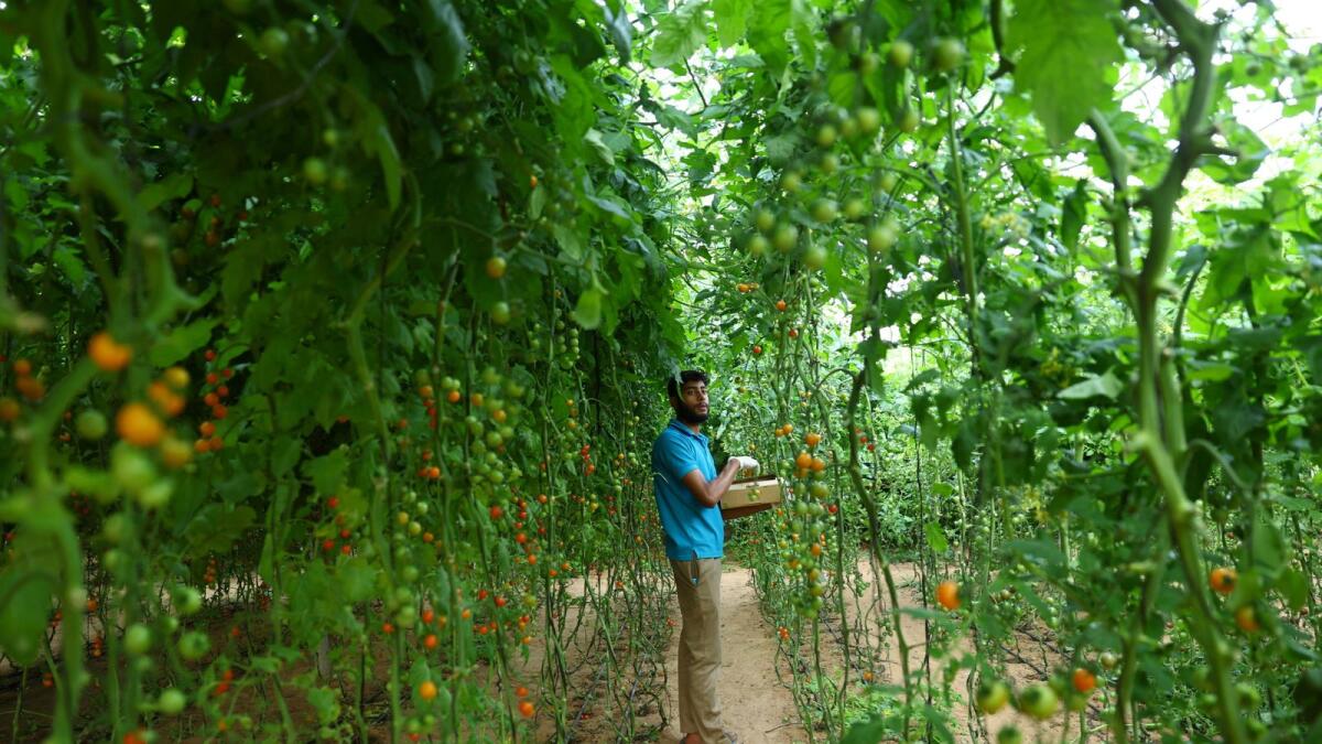 A worker harvests cherry tomato grown in desert soil inside a greenhouse at Veggietech.