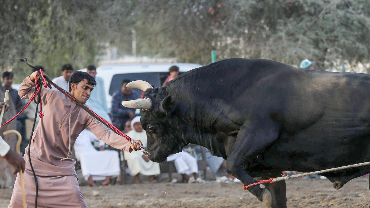 A man taking the rope out of the bulls nostril to start the fight at a Bullfigting game in Fujairah, on Friday, 29 April 2016.  Photo by Leslie Pableo