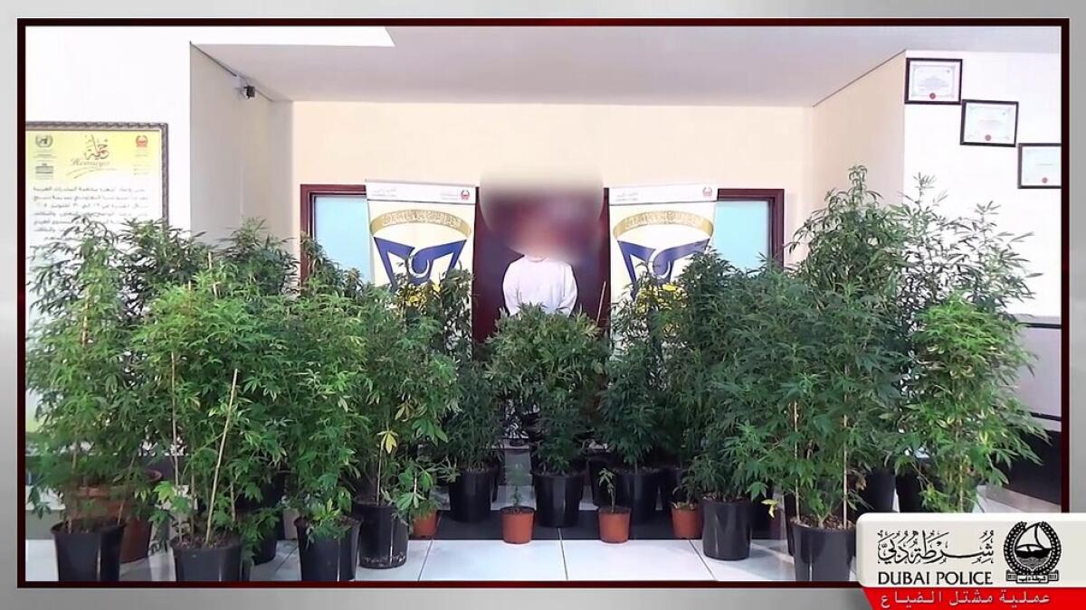 Dubai Police seizes marijuana plants, UAE national held