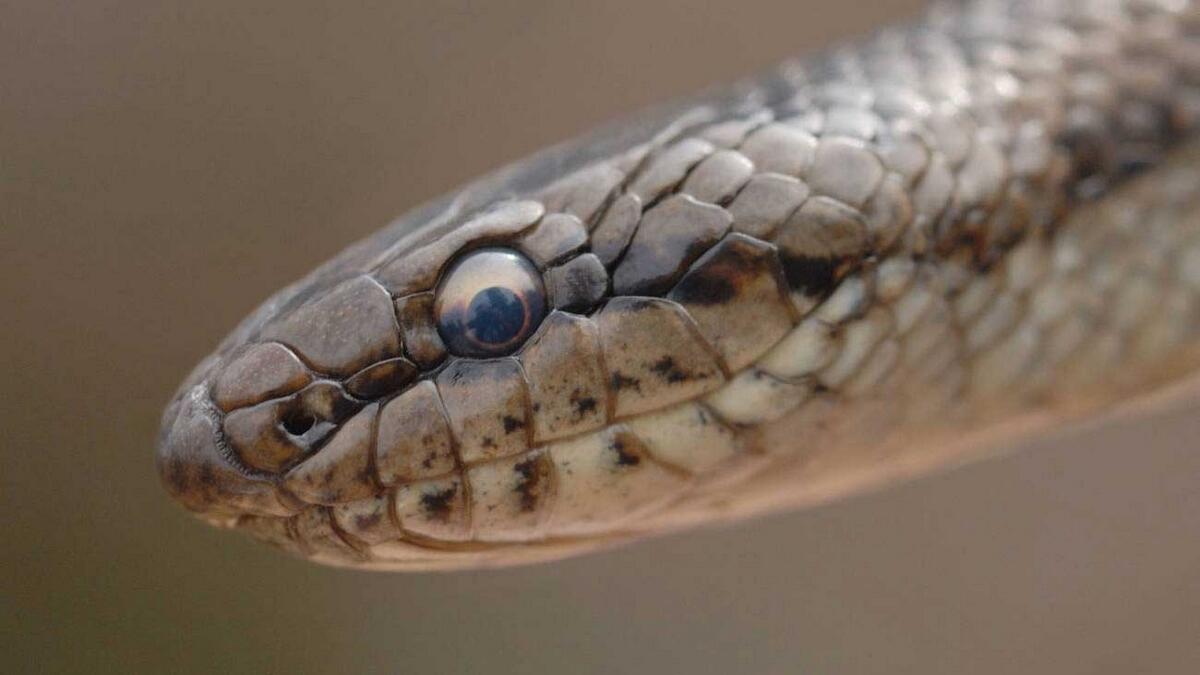 Huge snake escapes from zoo, eats up animals