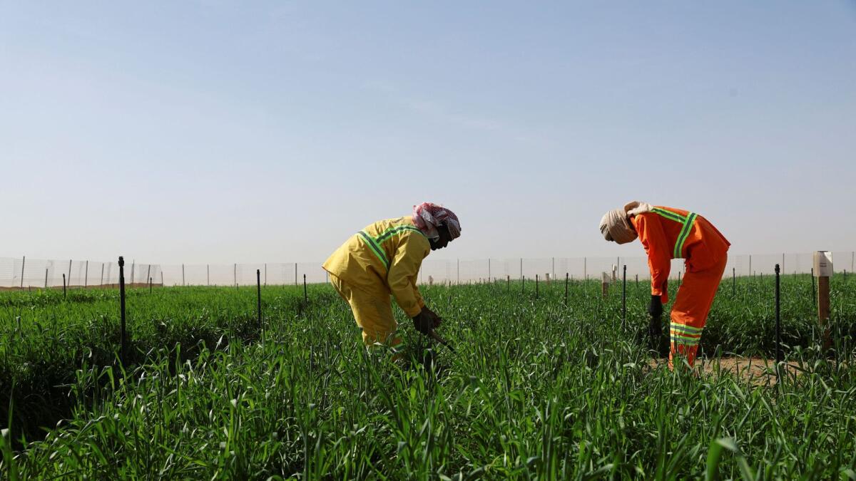 People work at a wheat farm, where a newly launched 400-hectares farm in Sharjah's Mleiha, which has turned a UAE desert into a green land, aims to further expand and reduce imports, in Mleiha area, Sharjah.