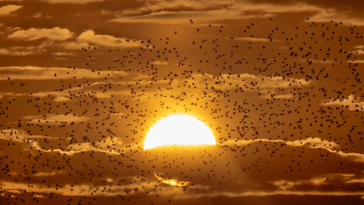 Starlings fly by the sun in Wehrheim near Frankfurt, Germany. Photo: AP&lt;br&gt;&lt;/br&gt;Research: Mohammad Thanweeruddin/Khaleej Times