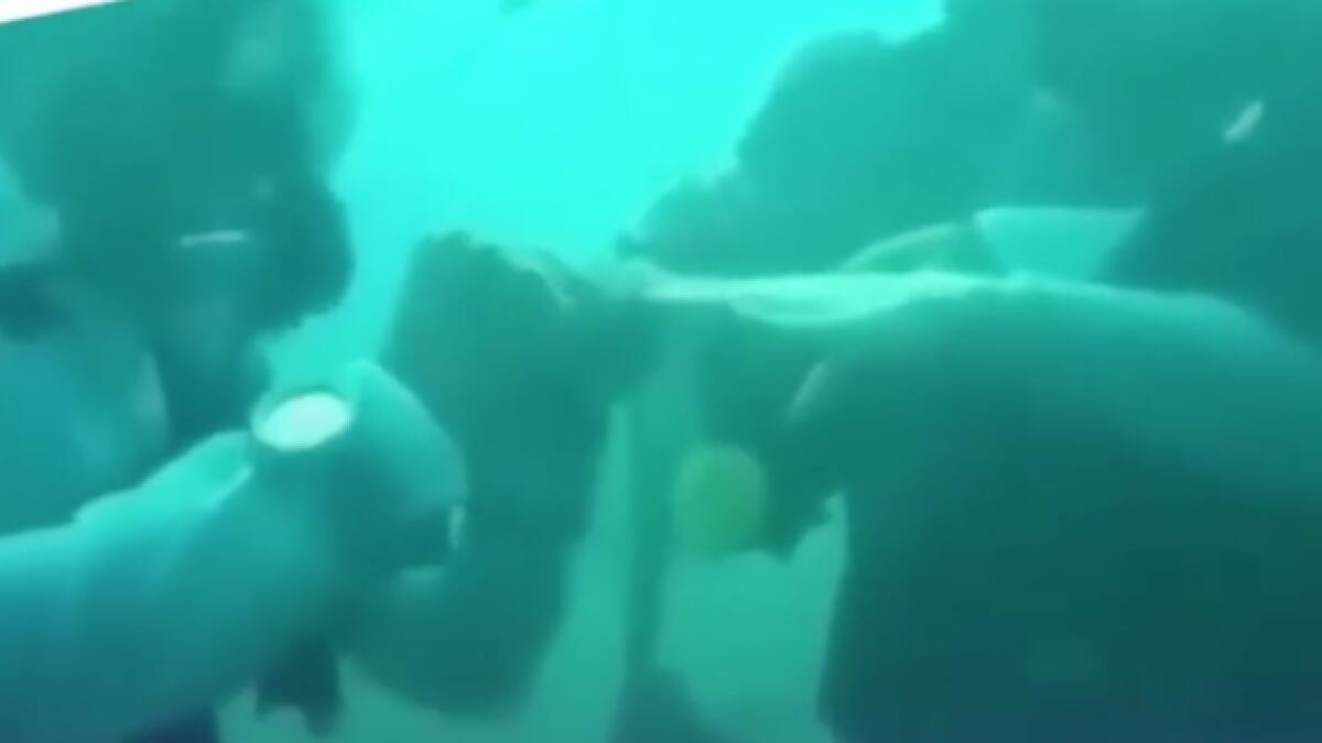 Video: Couple gets married underwater in Egypt, goes viral 
